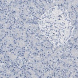MITF Antibody, Novus Biologicals 25 &mu;L; Unlabeled:Antibodies, Polyclonal