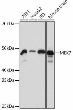 MKK7/MEK7 Rabbit anti-Human, Mouse, Rat, Clone: 1T3M6, Novus Biologicals:Antibodies:Primary