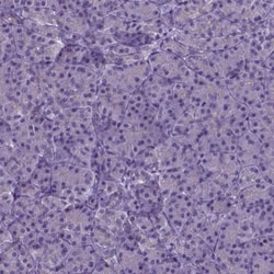 MLC1 Antibody, Novus Biologicals:Antibodies:Primary Antibodies