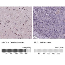 MLC1 Antibody, Novus Biologicals:Antibodies:Primary Antibodies