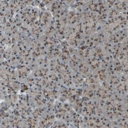 MLF2 Antibody, Novus Biologicals 0.1mL; Unlabeled:Antibodies, Polyclonal