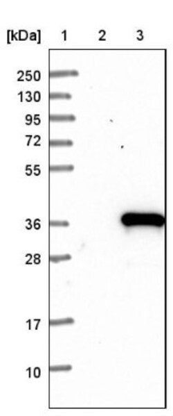 MLF2 Antibody, Novus Biologicals:Antibodies:Primary Antibodies