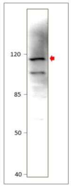 MLK2 Antibody, Novus Biologicals 100 &mu;g | Buy Online | Novus Biologicals | Fisher Scientific