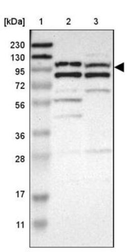 MLK4 Antibody, Novus Biologicals:Antibodies:Primary Antibodies