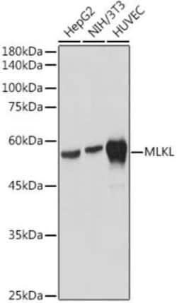 MLKL Rabbit anti-Human, Mouse, Rat, Clone: 7L1P5, Novus Biologicals:Antibodies:Primary
