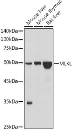 MLKL Rabbit anti-Human, Mouse, Rat, Clone: 7L1P5, Novus Biologicals:Antibodies:Primary
