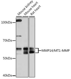 MMP-14/MT1-MMP Rabbit anti-Human, Mouse, Rat, Clone: 6T7L3, Novus Biologicals:Antibodies:Primary