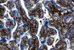 MMP-7 Antibody (MM0022-4C21) - Azide and BSA Free, Novus Biologicals 0.1