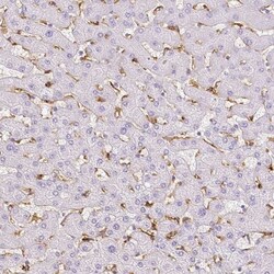 MMR/CD206/Mannose Receptor Antibody, Novus Biologicals 25 &mu;L; Unlabeled:Antibodies,
