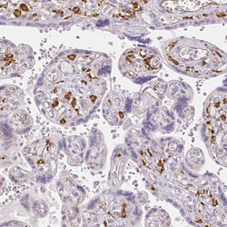 MMR/CD206/Mannose Receptor Antibody, Novus Biologicals 25 &mu;L; Unlabeled:Antibodies,