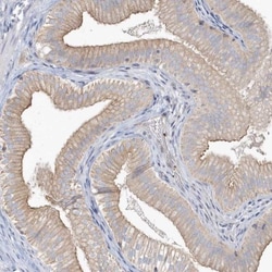 MMRN1 Antibody, Novus Biologicals 25 &mu;L; Unlabeled:Antibodies, Polyclonal