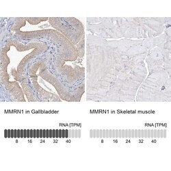 MMRN1 Antibody, Novus Biologicals 25 &mu;L; Unlabeled:Antibodies, Polyclonal