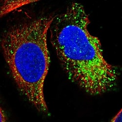 MMRN2 Antibody, Novus Biologicals:Antibodies:Primary Antibodies