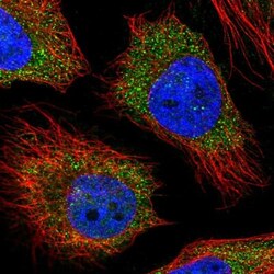 MNAB Antibody, Novus Biologicals 25 &mu;L, Unlabeled:Antibodies, Polyclonal