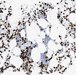 MNDA Antibody, Novus Biologicals:Antikroppar:Primära antikroppar
