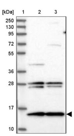 MNF1 Antibody, Novus Biologicals:Antibodies:Primary Antibodies