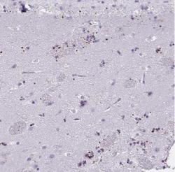 MOBP Antibody, Novus Biologicals 25 &mu;L; Unlabeled:Antibodies, Polyclonal