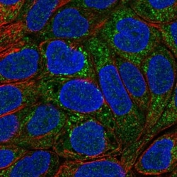MOCOS Antibody, Novus Biologicals:Antibodies:Primary Antibodies