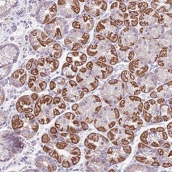 MOCOS Antibody, Novus Biologicals:Antibodies:Primary Antibodies