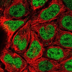 MORC4 Antibody, Novus Biologicals:Antibodies:Primary Antibodies