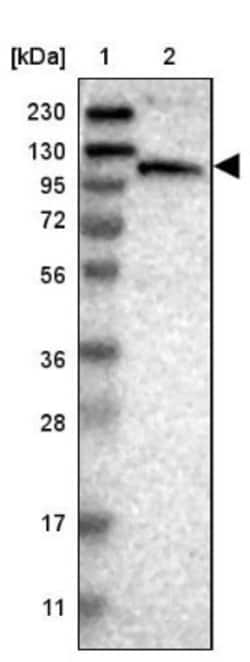 MORC4 Antibody, Novus Biologicals:Antibodies:Primary Antibodies