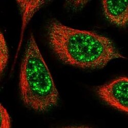 MORN3 Antibody, Novus Biologicals:Antibodies:Primary Antibodies
