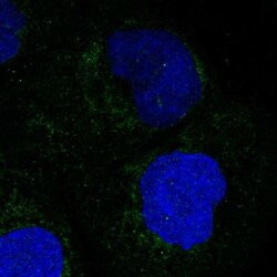 MOSC1 Antibody, Novus Biologicals:Antibodies:Primary Antibodies