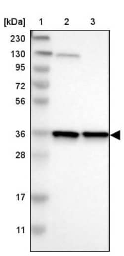 MOSC2 Antibody, Novus Biologicals 0.1mL; Unlabeled:Antibodies, Polyclonal