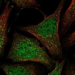 MOSPD1 Antibody, Novus Biologicals 0.1mL; Unlabeled:Antibodies, Polyclonal