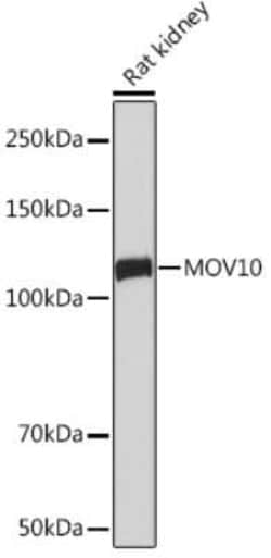 MOV10 Rabbit anti-Human, Mouse, Rat, Clone: 1M7M9, Novus Biologicals 100 &mu;g | Buy Online | Novus Biologicals | Fisher Scientific