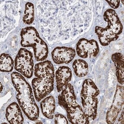 MOXD1 Antibody, Novus Biologicals 0.1mL; Unlabeled:Antibodies, Polyclonal