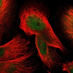 MPG Antibody, Novus Biologicals:Antibodies:Primary Antibodies