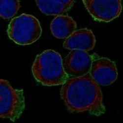 MPP1 Rabbit anti-Human, Polyclonal, Novus Biologicals:Antibodies:Primary
