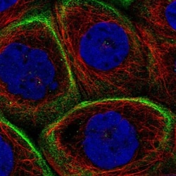 MPRIP Antibody, Novus Biologicals 25 &mu;L; Unlabeled:Antibodies, Polyclonal