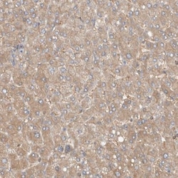MPRIP Antibody, Novus Biologicals 25 &mu;L; Unlabeled:Antibodies, Polyclonal