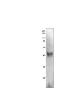 MR1 Antibody, Novus Biologicals 100 &mu;g | Buy Online | Novus Biologicals | Fisher Scientific
