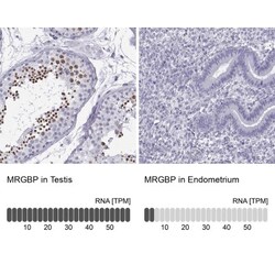 MRG-binding protein Antibody, Novus Biologicals 0.1mL; Unlabeled:Antibodies,