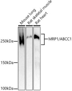 MRP1 Rabbit anti-Human, Mouse, Rat, Clone: 3W1Y4, Novus Biologicals 100