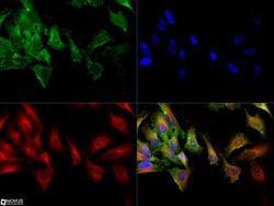 MRP1 Antibody (IU2H10) - BSA Free, Novus Biologicals 0.025mL; Unlabeled:Antibodies,