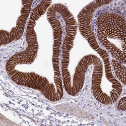 MRP3 Antibody, Novus Biologicals 0.1mL; Unlabeled:Antibodies, Polyclonal