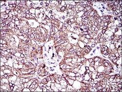 MRP4/ABCC4 Antibody (6A7H3) - BSA Free, Novus Biologicals:Antibodies:Primary