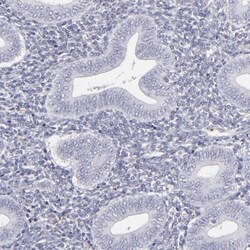 MRP4/ABCC4 Antibody, Novus Biologicals 0.1mL; Unlabeled:Antibodies, Polyclonal