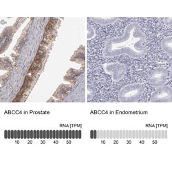 MRP4/ABCC4 Antibody, Novus Biologicals 0.1mL; Unlabeled:Antibodies, Polyclonal