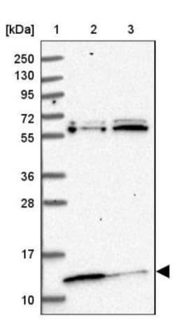 MRP63 Antibody, Novus Biologicals:Antibodies:Primary Antibodies
