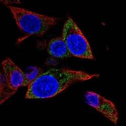 MRPL1 Antibody, Novus Biologicals:Antibodies:Primary Antibodies