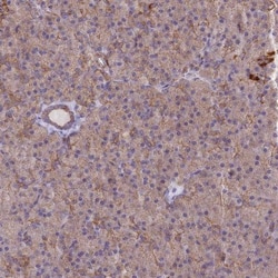 MRPL15 Antibody, Novus Biologicals 0.1mL; Unlabeled:Antibodies, Polyclonal