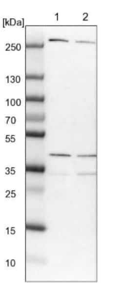 MRPL15 Antibody, Novus Biologicals 0.1mL; Unlabeled:Antibodies, Polyclonal