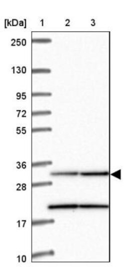MRPL19 Antibody, Novus Biologicals 0.1mL; Unlabeled:Antibodies, Polyclonal