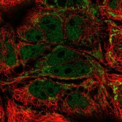 MRPL21 Antibody, Novus Biologicals:Antibodies:Primary Antibodies