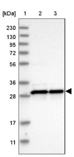 MRPL28 Antibody, Novus Biologicals 0.1mL; Unlabeled:Antibodies, Polyclonal